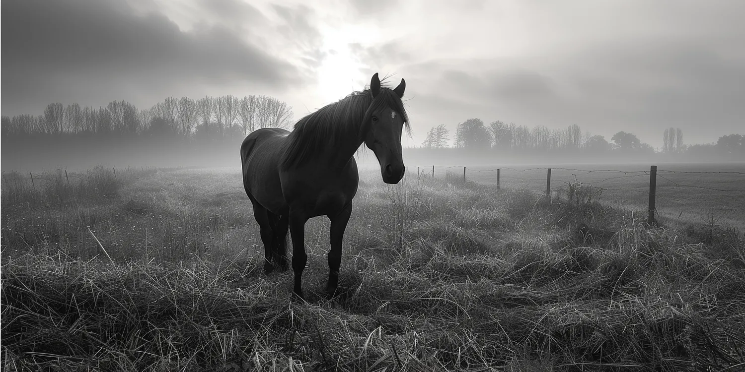 Co zrobić po śmierci psa lub kota?